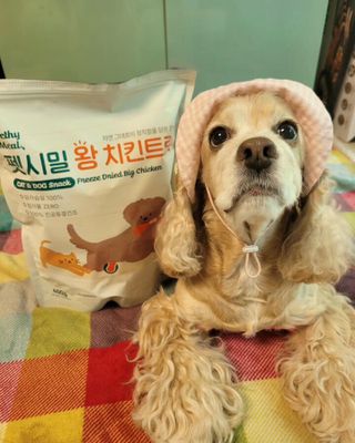 [펫시밀] 원물그대로 영양듬뿍 동결건조 왕북어트릿300g,왕치킨트릿400g,열빙어트릿300g 대용량 간식 — 5점을 준 리뷰어가 2023년 5월 올린 사용 사진