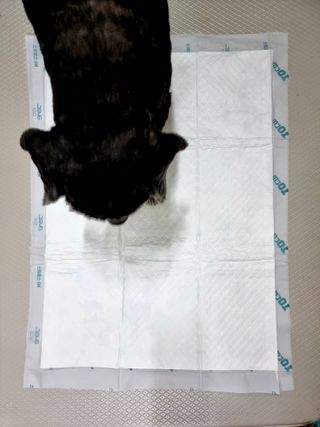 아베크 펫 와이드 프리미엄 대형 애견 강아지 배변 패드 30매 1팩 80g — 5점을 준 리뷰어가 2021년 7월 올린 사용 사진