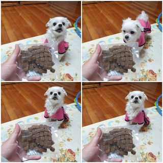 My Pet Care 천연단백질 관절건강에 개좋아 — 5점을 준 리뷰어가 2021년 2월 올린 사용 사진
