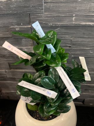 [유니자르] COSDIY  샘플 키트 + 엘라스틴 저분자 콜라겐 파우더 — 5점을 준 리뷰어가 2021년 10월 올린 사용 사진