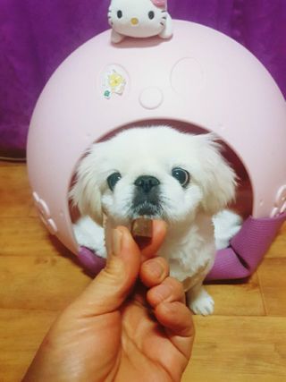 My Pet Care 천연단백질 관절건강에 개좋아 — 5점을 준 리뷰어가 2021년 1월 올린 사용 사진