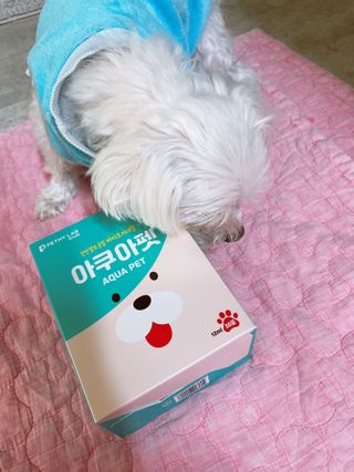 펫시랩 반려견용 액상 프리바이오틱스 아쿠아펫 — 3점을 준 리뷰어가 2021년 1월 올린 사용 사진
