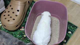 브라우니모래 [브라우니] 고양이 카사바모래 브라우니 천연 응고형 모래  6Lx2개 — 5점을 준 리뷰어가 2023년 11월 올린 사용 사진