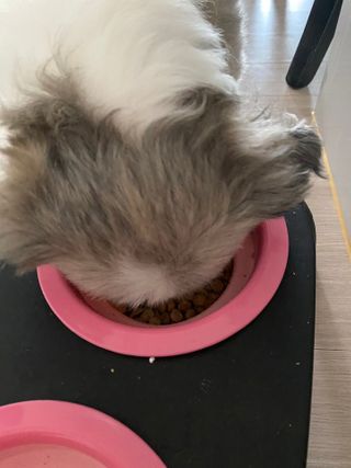 My Pet Care 모발과 모질 피부건강에 개좋아 — 5점을 준 리뷰어가 2021년 3월 올린 사용 사진