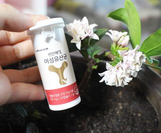 메이준뉴트리 메이준쎌 편안해질 여성유산균 — 5점을 준 리뷰어가 2021년 2월 올린 사용 사진