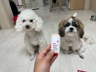 [레드허니밤]자유펫 고양이 강아지 발바닥 밤 14g — 5점을 준 리뷰어가 2021년 10월 올린 사용 사진
