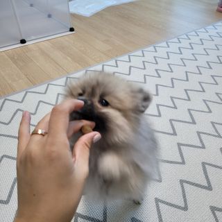 My Pet Care 천연단백질 관절건강에 개좋아 — 5점을 준 리뷰어가 2021년 2월 올린 사용 사진