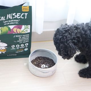 [푸디웜] 라포그  리얼인섹트 웨이트밸런스 저알러지 강아지 사료  1.2KG — 5점을 준 리뷰어가 2022년 7월 올린 사용 사진
