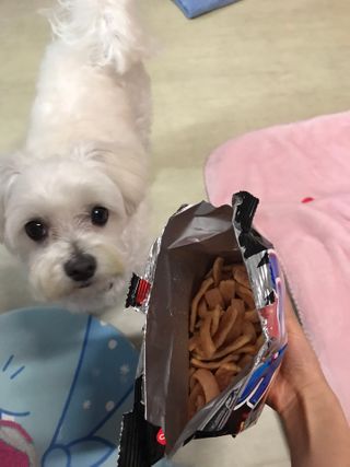 댕댕이님이 올린 리뷰 사진 2