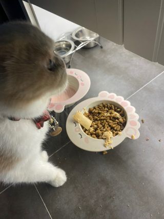 페페로니 맛있는 스틱 - 무항생제 닭고기 15개 + 원양선 참치 15개 — 5점을 준 리뷰어가 2021년 8월 올린 사용 사진