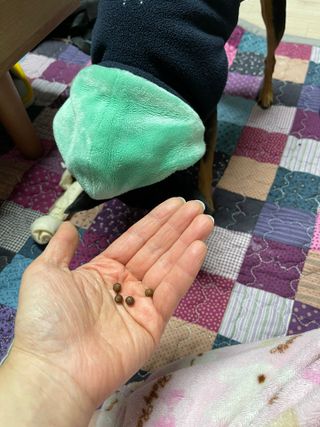 펫21 그로그로 에너지 강아지 고양이 반려동물 한방 영양제 비타민 종합 영양제 — 5점을 준 리뷰어가 2022년 1월 올린 사용 사진