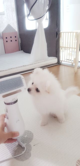 아베크 펫 강아지 고양이 애견 에어 브러쉬 드라이기 올인원 — 5점을 준 리뷰어가 2021년 7월 올린 사용 사진