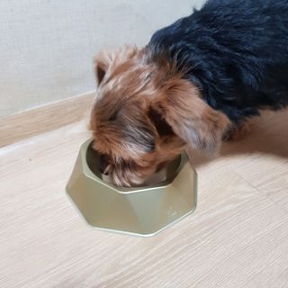 [세싹보울] 세균 싹~ 사라지는 셀앤핏 펫 항균동 애견식기 — 5점을 준 리뷰어가 2021년 6월 올린 사용 사진