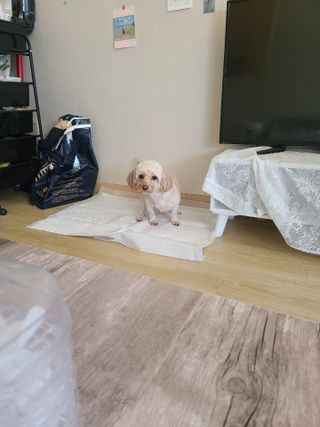 아베크 펫 와이드 프리미엄 대형 애견 강아지 배변 패드 30매 1팩 80g — 5점을 준 리뷰어가 2021년 7월 올린 사용 사진