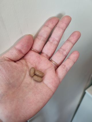슬림플래닛 녹차카테킨 500mg 애프터밀 — 5점을 준 리뷰어가 2021년 10월 올린 사용 사진
