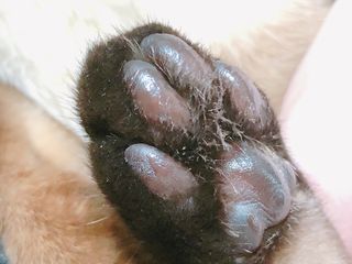 [레드허니밤]자유펫 고양이 강아지 발바닥 밤 14g — 5점을 준 리뷰어가 2021년 10월 올린 사용 사진