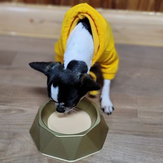 [세싹보울] 세균 싹~ 사라지는 셀앤핏 펫 항균동 애견식기 — 5점을 준 리뷰어가 2021년 6월 올린 사용 사진
