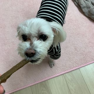My Pet Care 천연단백질 치아건강에 개좋아 — 5점을 준 리뷰어가 2021년 2월 올린 사용 사진