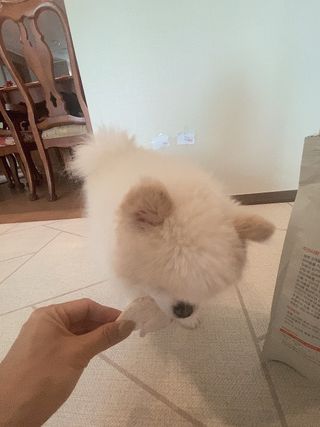 [펫시밀] 원물그대로 영양듬뿍 동결건조 왕북어트릿300g,왕치킨트릿400g,열빙어트릿300g 대용량 간식 — 5점을 준 리뷰어가 2023년 5월 올린 사용 사진