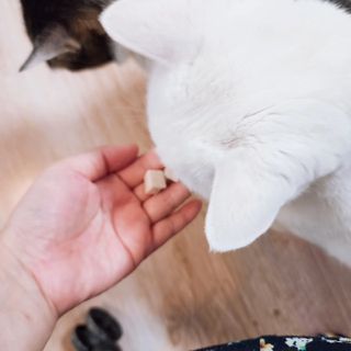 [펫시밀] 원물그대로 영양듬뿍 진공동결건조 북어트릿75g,치킨트릿100g,연어트릿75g 강아지 고양이 간식 — 4.5점을 준 리뷰어가 2023년 5월 올린 사용 사진