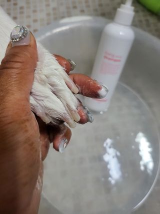 [댕모어 샴푸 2종] 댕샴푸 / 퍼피샴푸  2종 세트 (300ml) — 5점을 준 리뷰어가 2023년 10월 올린 사용 사진