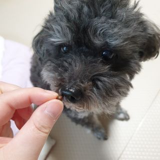 펫21 그로그로 5종 강아지 고양이 반려동물 한방 영양제 — 4.5점을 준 리뷰어가 2021년 11월 올린 사용 사진