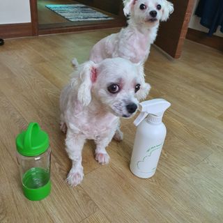 [푸푸몬스터](선물세트) 비건 펫 데오 스프레이(탈취제) 500ml (유향/무향 택 1)+산책 물통+메시지카드 — 5점을 준 리뷰어가 2022년 8월 올린 사용 사진