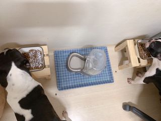 My Pet Care 모발과 모질 피부건강에 개좋아 — 5점을 준 리뷰어가 2021년 1월 올린 사용 사진