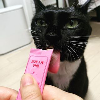 페페로니 잘 먹는 캣츄 - 무항생제 닭고기 12개 + 알래스카 연어 12개 — 5점을 준 리뷰어가 2021년 7월 올린 사용 사진