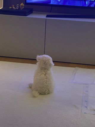 허당당당님이 올린 리뷰 사진 4