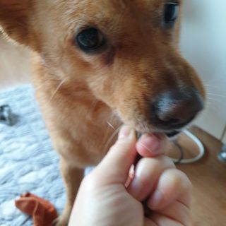 My Pet Care 천연단백질 치아건강에 개좋아 — 5점을 준 리뷰어가 2021년 2월 올린 사용 사진