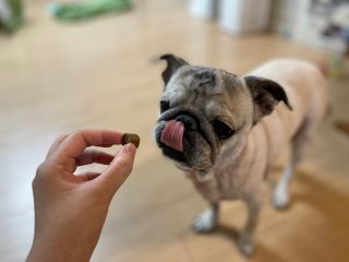 My Pet Care 천연단백질 관절건강에 개좋아 — 5점을 준 리뷰어가 2021년 1월 올린 사용 사진