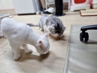 비타크래프트 고양이 수프 50g 3가지맛 x4팩씩 총 12팩 — 5점을 준 리뷰어가 2021년 8월 올린 사용 사진