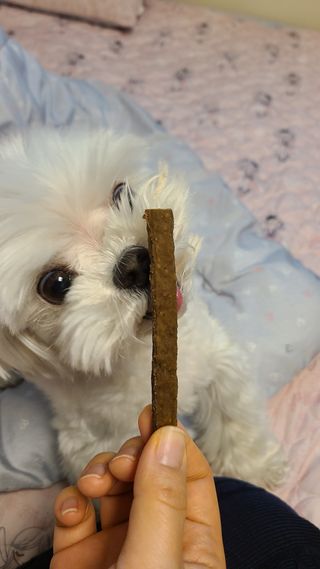 My Pet Care 천연단백질 치아건강에 개좋아 — 5점을 준 리뷰어가 2021년 3월 올린 사용 사진