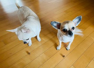 My Pet Care 천연단백질 관절건강에 개좋아 — 4점을 준 리뷰어가 2021년 2월 올린 사용 사진