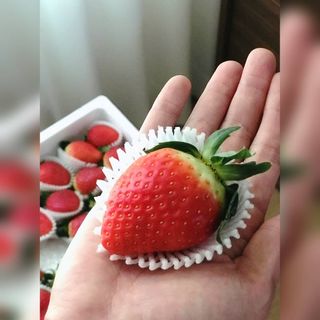 옳음 딸기 논산 설향 딸기 900g 산지직송 — 5점을 준 리뷰어가 2021년 1월 올린 사용 사진
