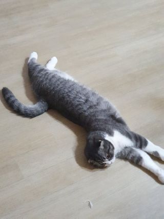 겟플렉스 켓플렉스 캣츠룸BS-1 고양이모래 4kg — 5점을 준 리뷰어가 2021년 1월 올린 사용 사진