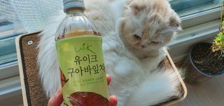 소담스퀘어 상암 제로카페인x제로칼로리 제주 유기농 유이크 구아바잎차 500ml x 6개입 (1박스) — 5점을 준 리뷰어가 2022년 11월 올린 사용 사진