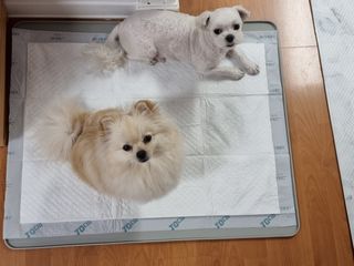 아베크 펫 와이드 프리미엄 대형 애견 강아지 배변 패드 30매 1팩 80g — 5점을 준 리뷰어가 2021년 7월 올린 사용 사진