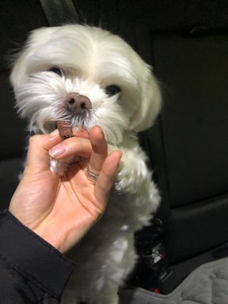 My Pet Care 천연단백질 눈건강에 개좋아 — 5점을 준 리뷰어가 2021년 2월 올린 사용 사진