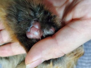 [자유펫] 시코니딘 고양이 강아지 피부 보습 연고 20g — 5점을 준 리뷰어가 2021년 11월 올린 사용 사진