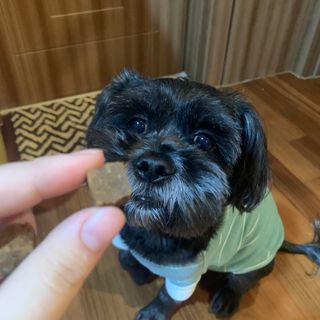 My Pet Care 천연단백질 관절건강에 개좋아 — 5점을 준 리뷰어가 2020년 12월 올린 사용 사진