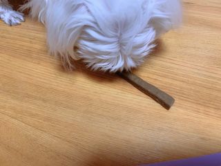 My Pet Care 천연단백질 치아건강에 개좋아 — 5점을 준 리뷰어가 2021년 2월 올린 사용 사진