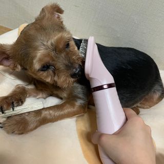 아베크 펫 강아지 고양이 애견 에어 브러쉬 드라이기 올인원 — 5점을 준 리뷰어가 2021년 7월 올린 사용 사진