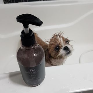 마리앤루이펫샴푸 [mari and louie pet shampoo] — 5점을 준 리뷰어가 2021년 7월 올린 사용 사진