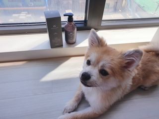 마리앤루이펫샴푸 [mari and louie pet shampoo] — 5점을 준 리뷰어가 2021년 5월 올린 사용 사진