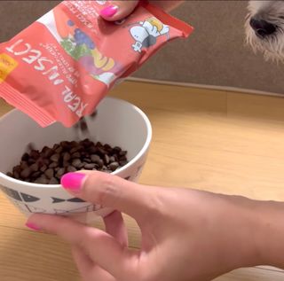 [푸디웜] 라포그  리얼인섹트 관절 저알러지 강아지 사료  1.2KG — 5점을 준 리뷰어가 2022년 8월 올린 사용 사진