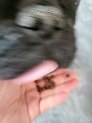 펫21 그로그로 에너지 강아지 고양이 반려동물 한방 영양제 비타민 종합 영양제 — 5점을 준 리뷰어가 2022년 1월 올린 사용 사진