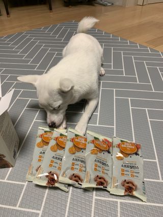 씨디랩 속이 편한 강아지 사료 소프트발란스 기호성 좋은 발효사료 피부와 위장 관절과 위장 — 4점을 준 리뷰어가 2021년 3월 올린 사용 사진