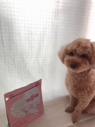 My Pet Care 천연단백질 관절건강에 개좋아 — 5점을 준 리뷰어가 2021년 1월 올린 사용 사진